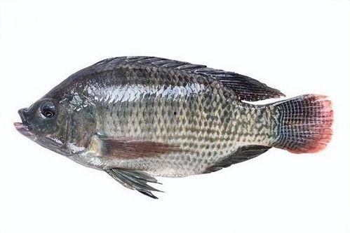 带你吃瓜罗非鱼视频,罗非鱼背后的那些事