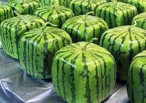 51吃瓜视频来源