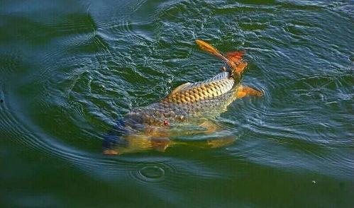 鲤鱼吃瓜完整视频,一场意想不到的趣味互动