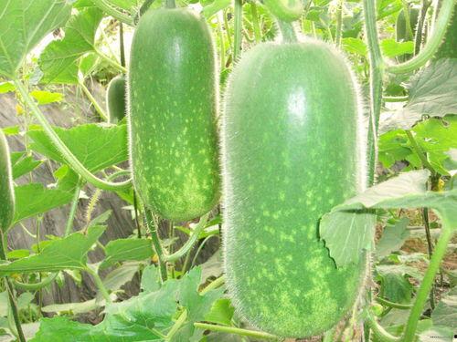 好奇吃瓜视频大全,趣味横生的娱乐圈幕后故事