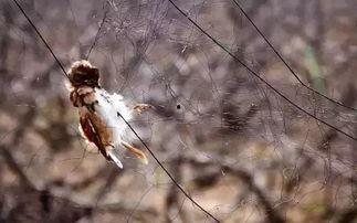 鸟吃瓜视频大全