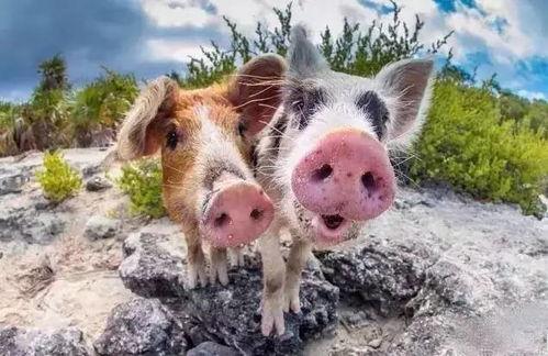 小猪吃羊角瓜视频大全播放,萌态视频大全播放量飙升