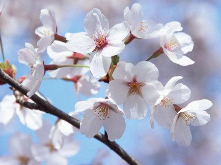 樱花怎么弄吃瓜动作视频,解锁吃瓜新姿势！