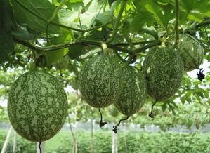 鱼会吃吊瓜吗视频教程,吊瓜在鱼缸中的神秘命运