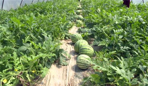 茂名最新吃瓜事件视频,揭秘视频背后的惊人真相