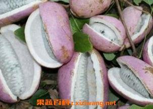 小黑妹吃八月瓜视频大全