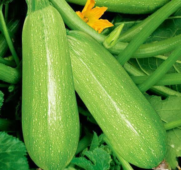 网红陈佩奇吃瓜视频下载